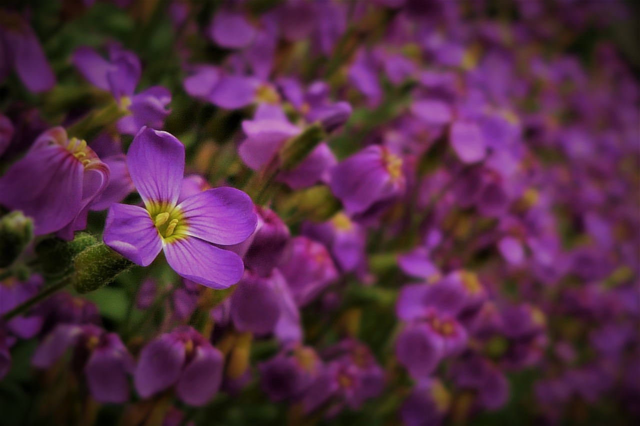 flowers purple macro free photo