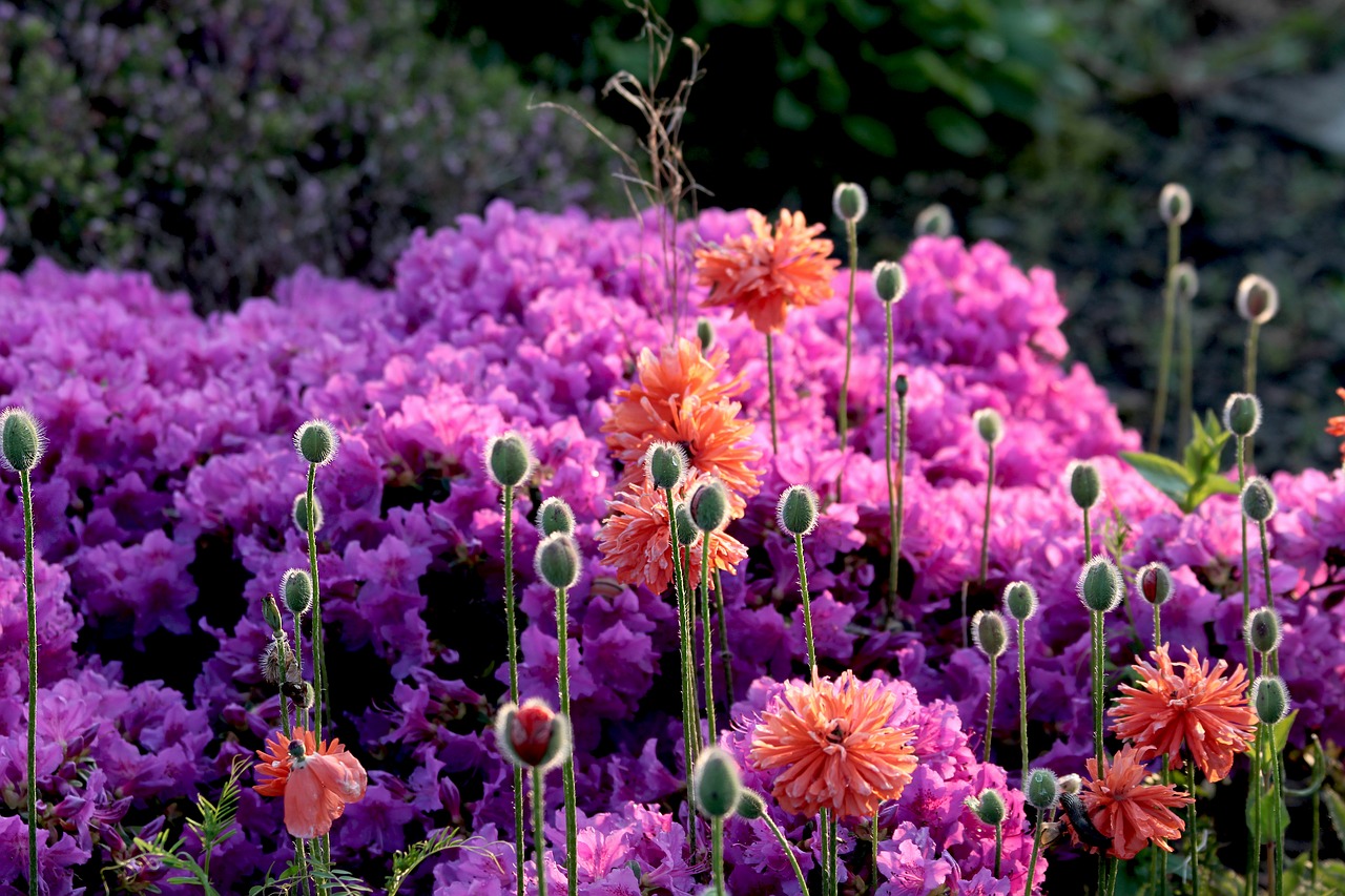 flowers poppy mohngewaechs free photo