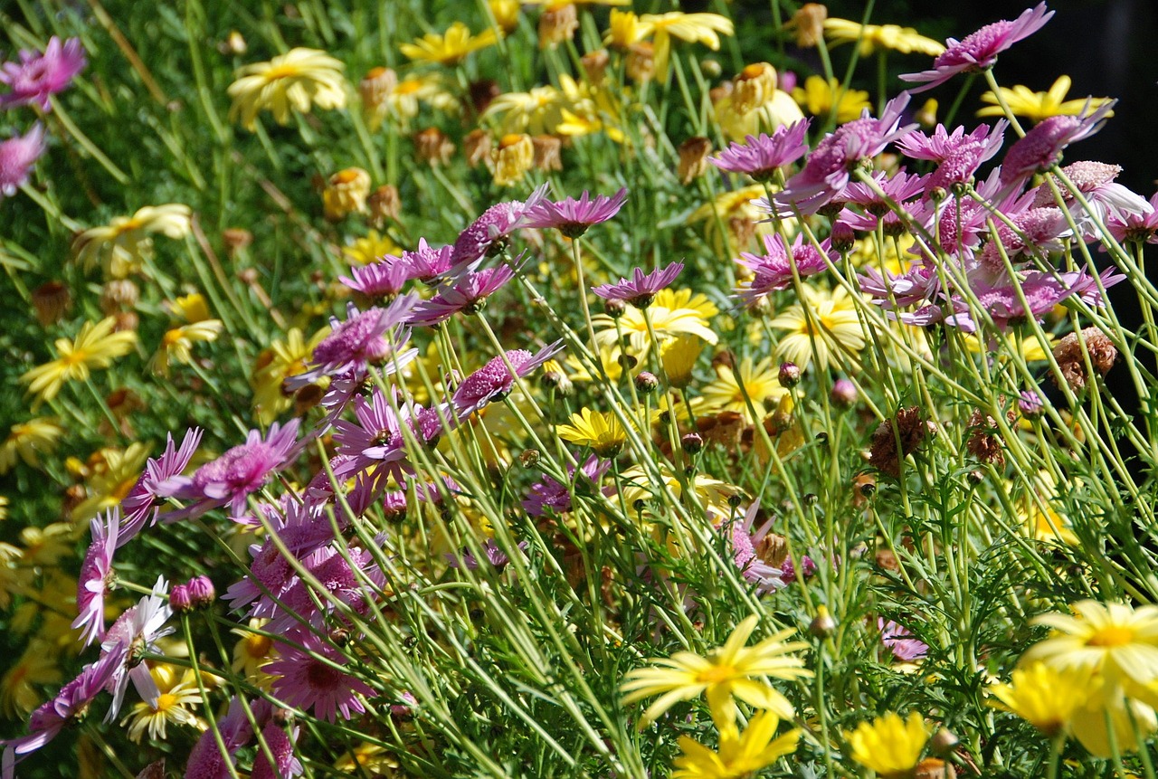 flowers purple yellow free photo