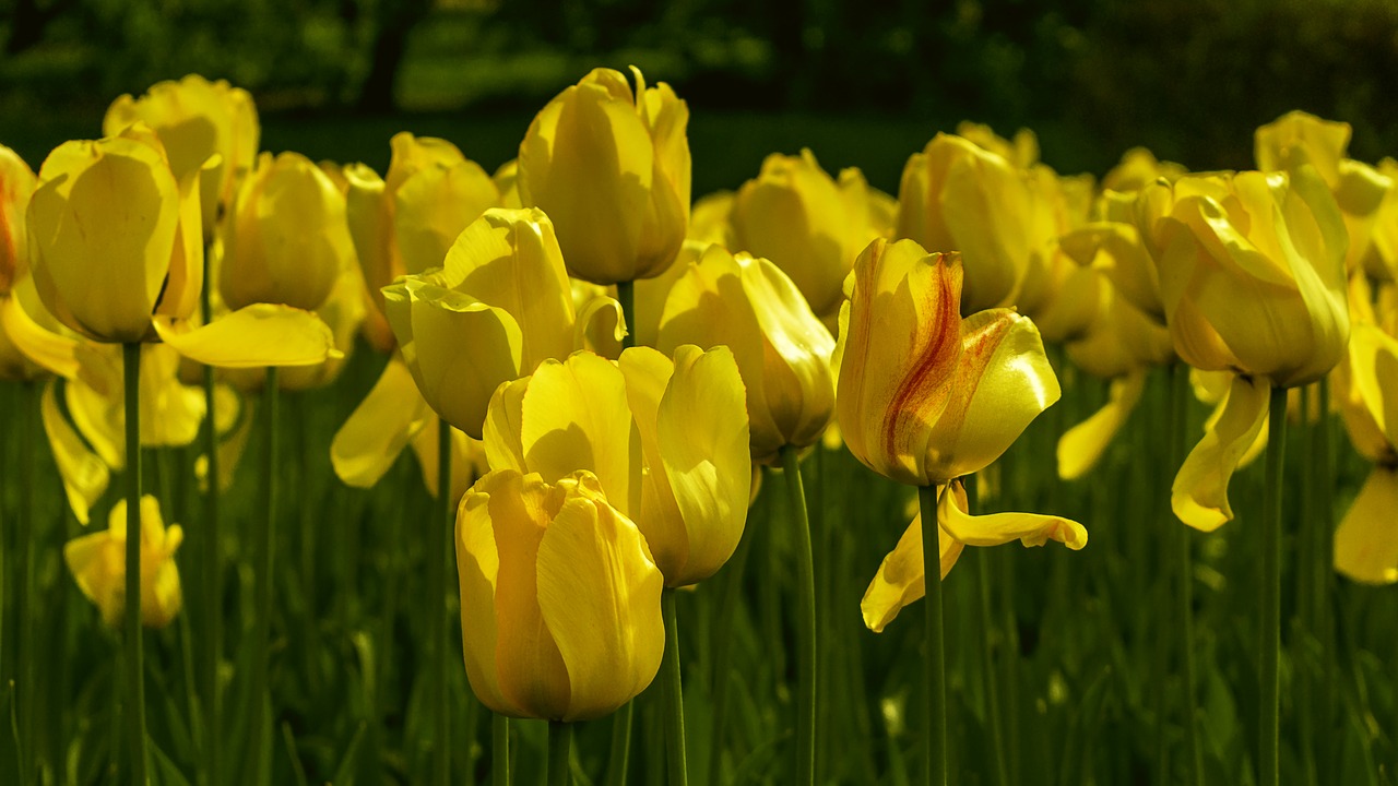 flowers tulips yellow free photo