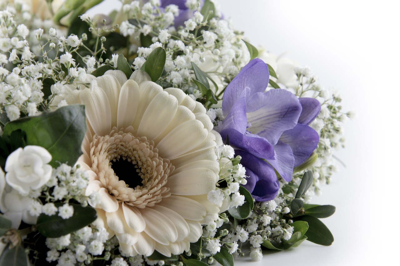 flowers gerbera roses free photo