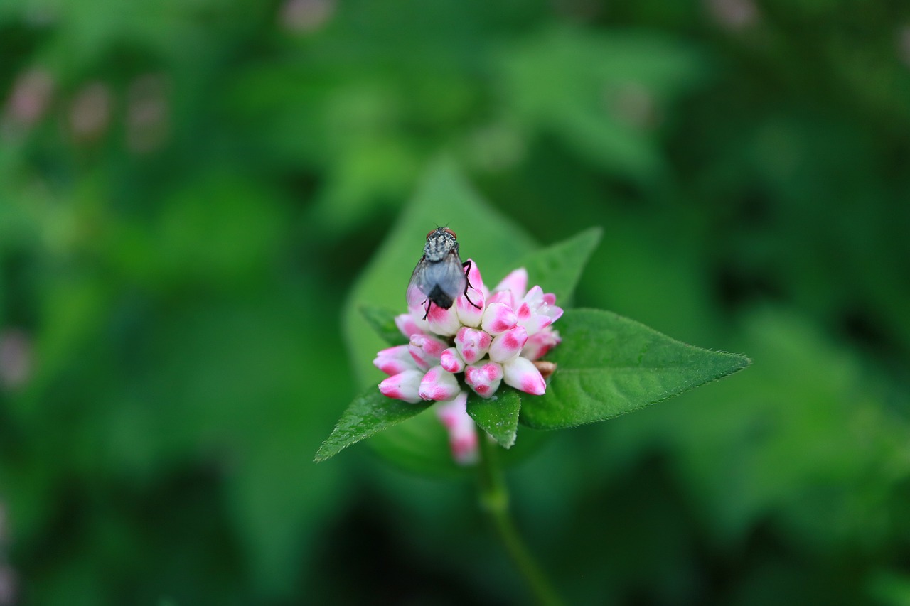 flowers abstract plants free photo