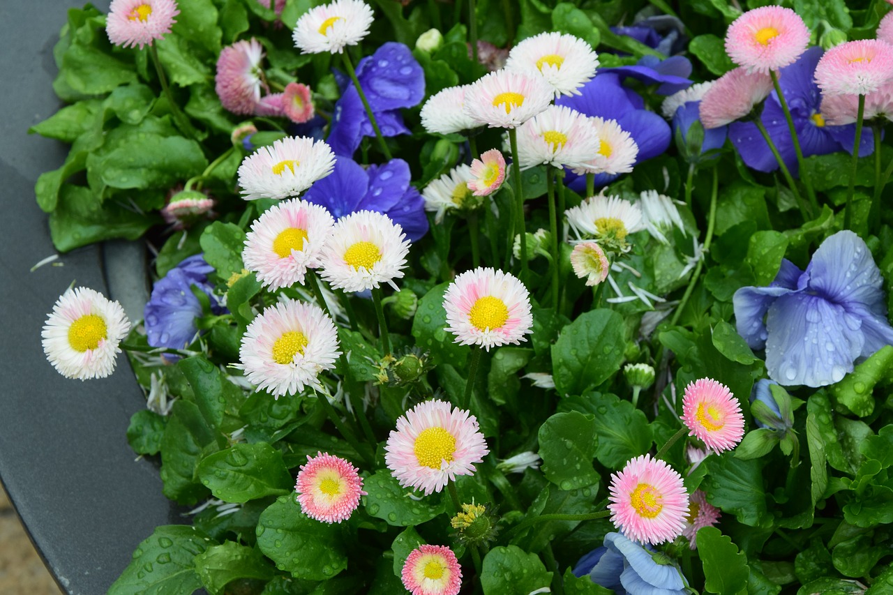 flowers daisies spring free photo