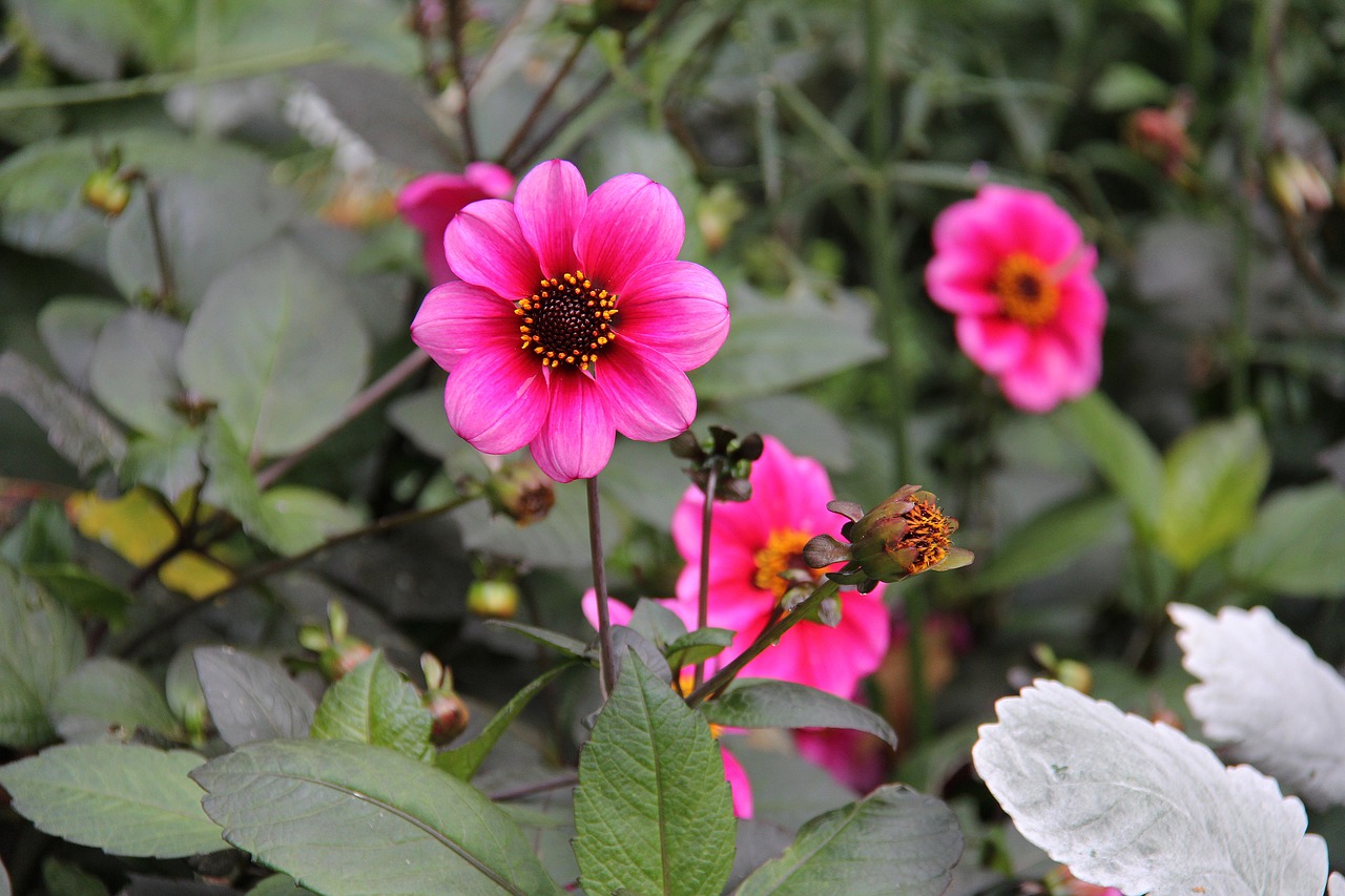 flowers pink beautiful free photo