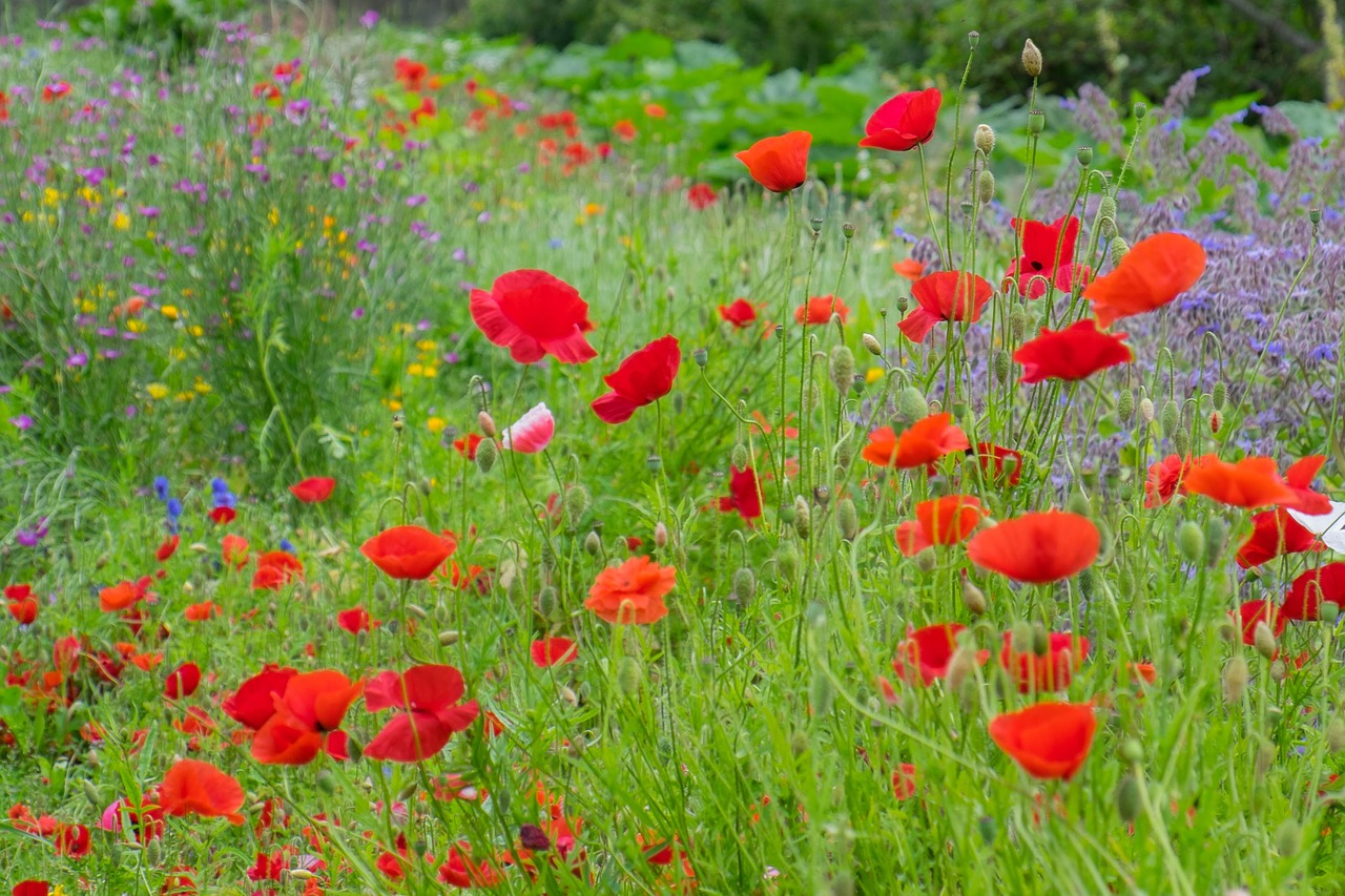 flowers summer bloom free photo