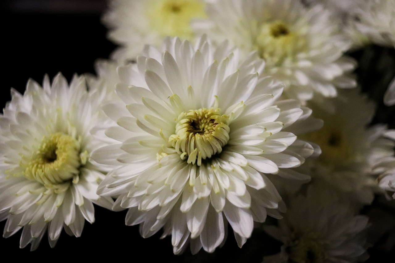 flowers handsomely white free photo