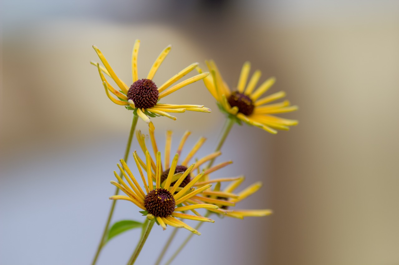 flowers yellow yellow flowers free photo