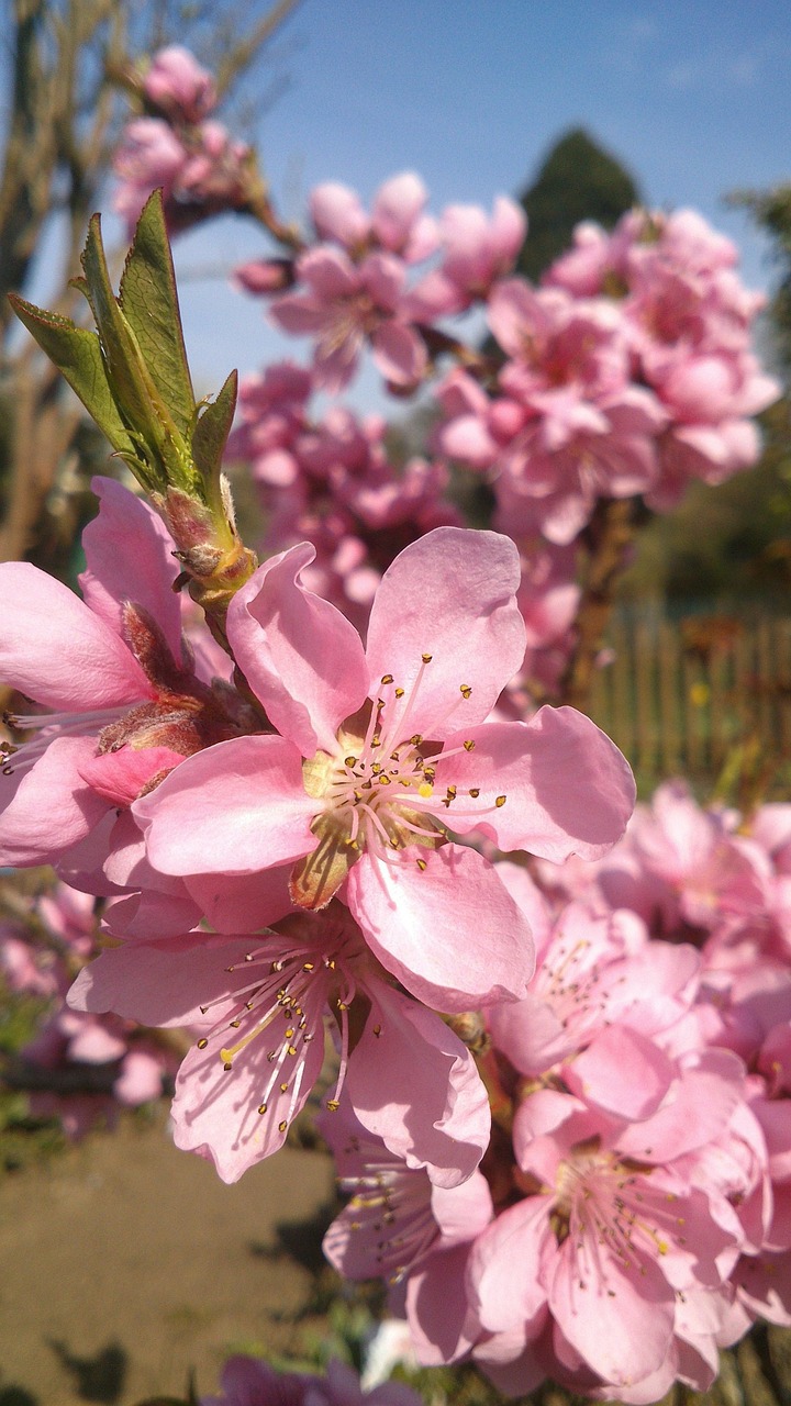 flowers pink garden free photo