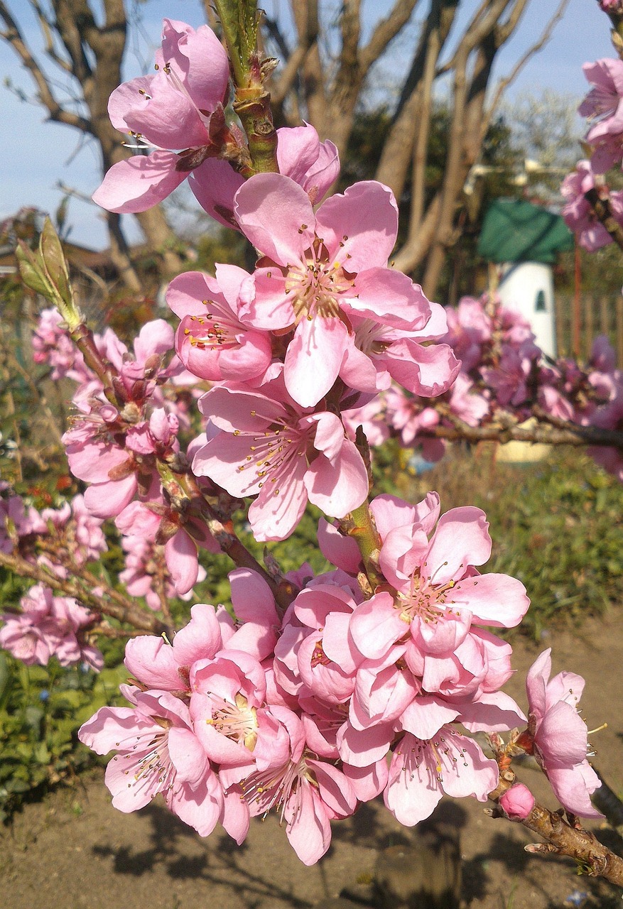 flowers pink garden free photo