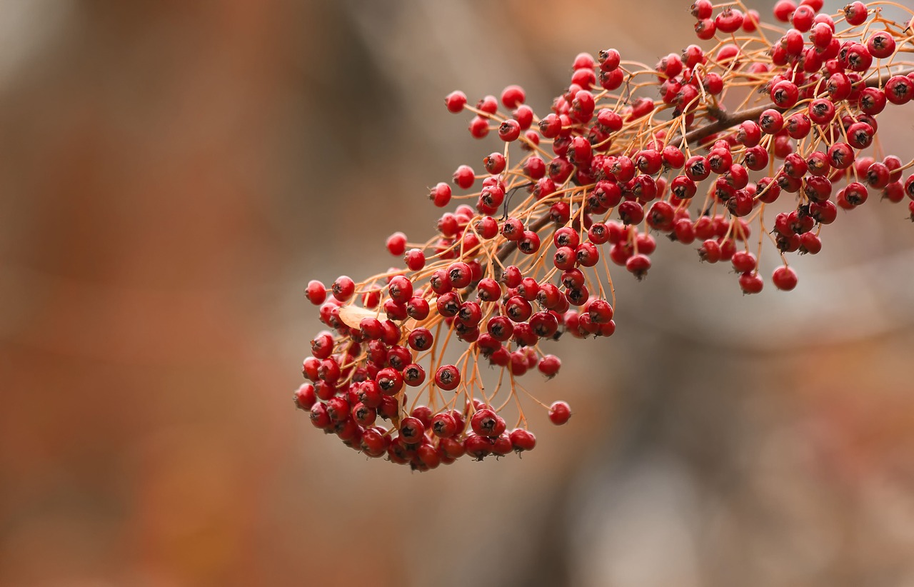 flowers winters colors free photo