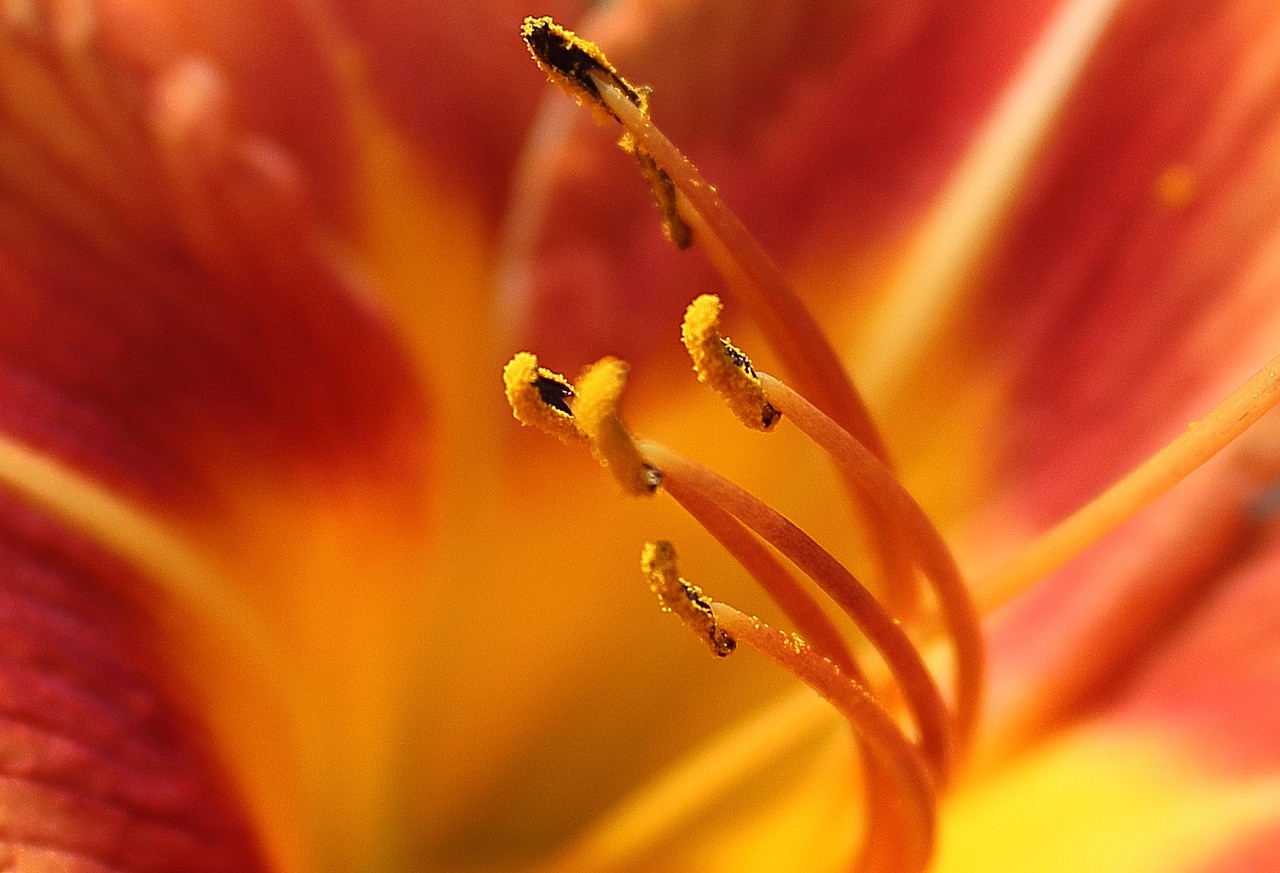 flowers orange flowers in free photo