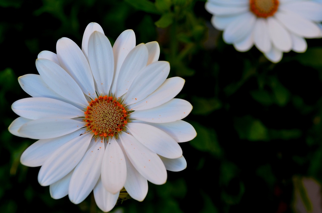 flowers margaret macro free photo