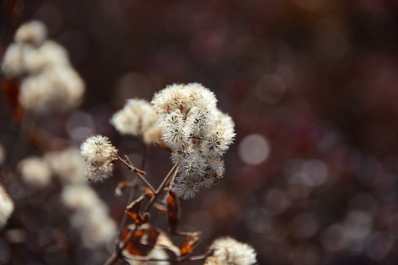 flowers winter gapyeong free photo