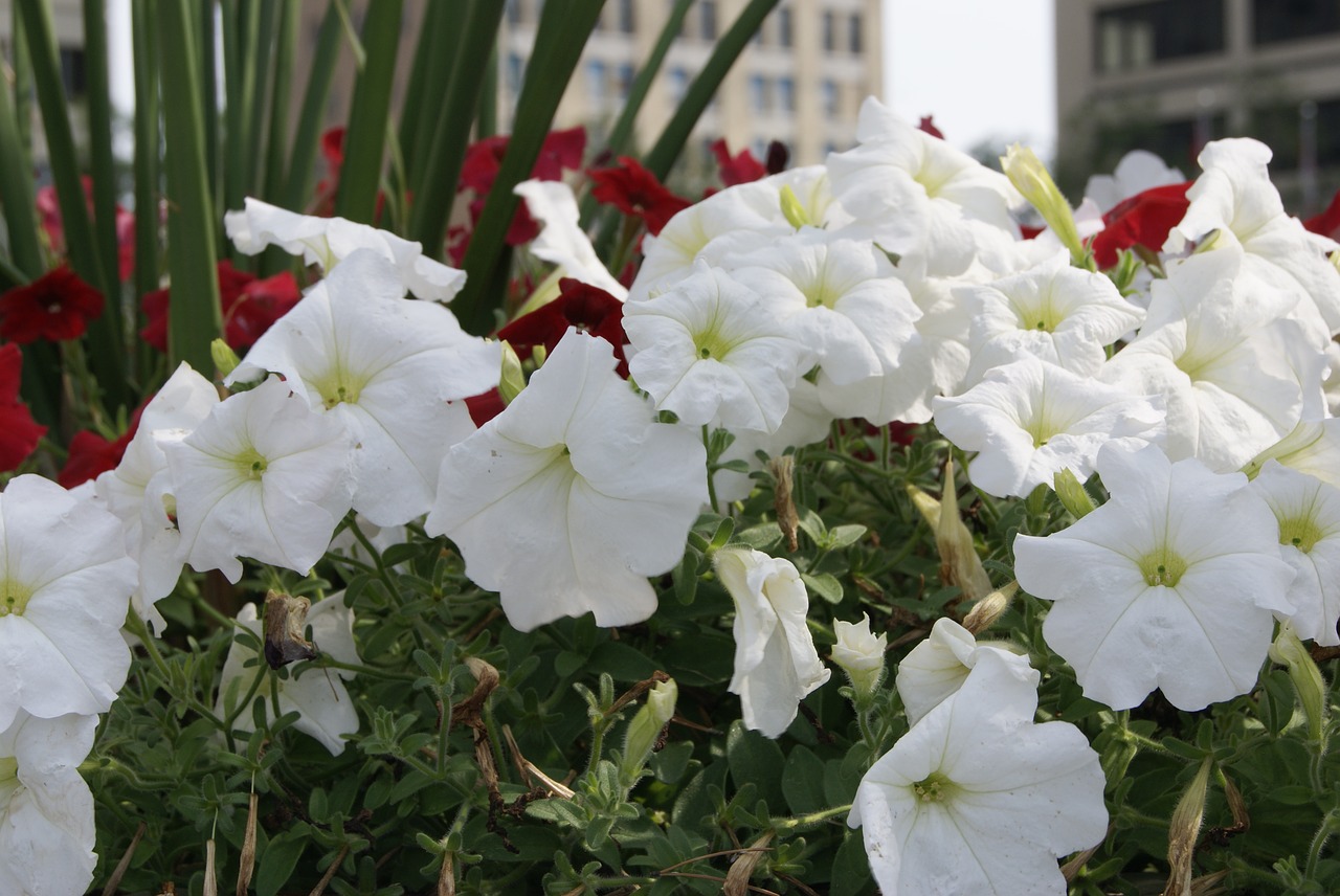 flowers summer light free photo