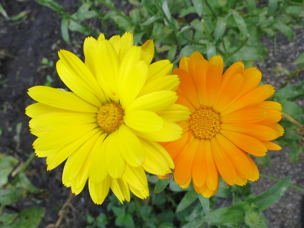 flowers pair yellow free photo