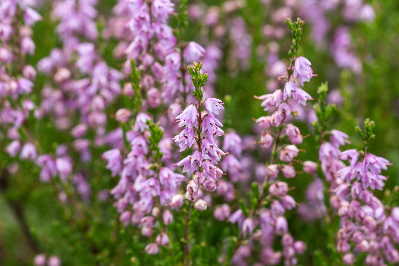 flowers snow heath garden free photo