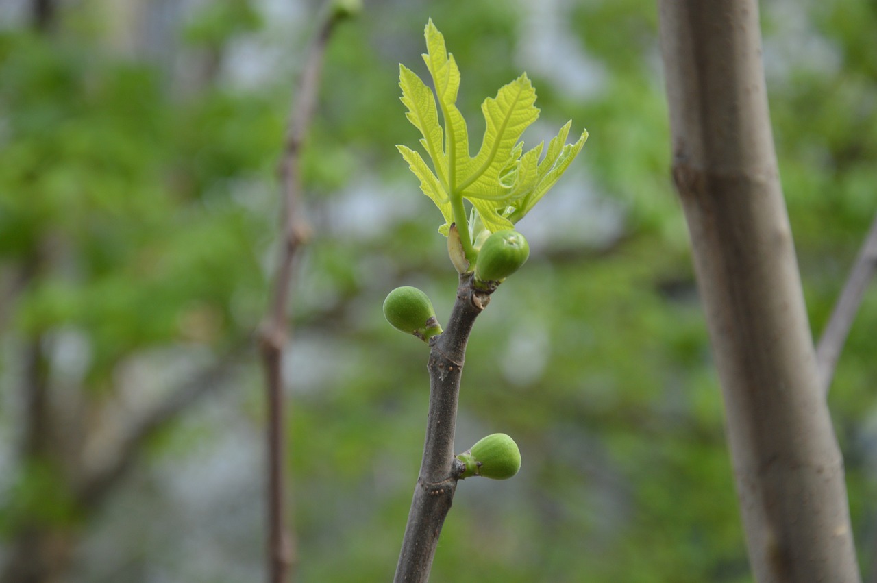 Download Free Photo Of Flowers Buds Leaf Branch Fig Tree From
