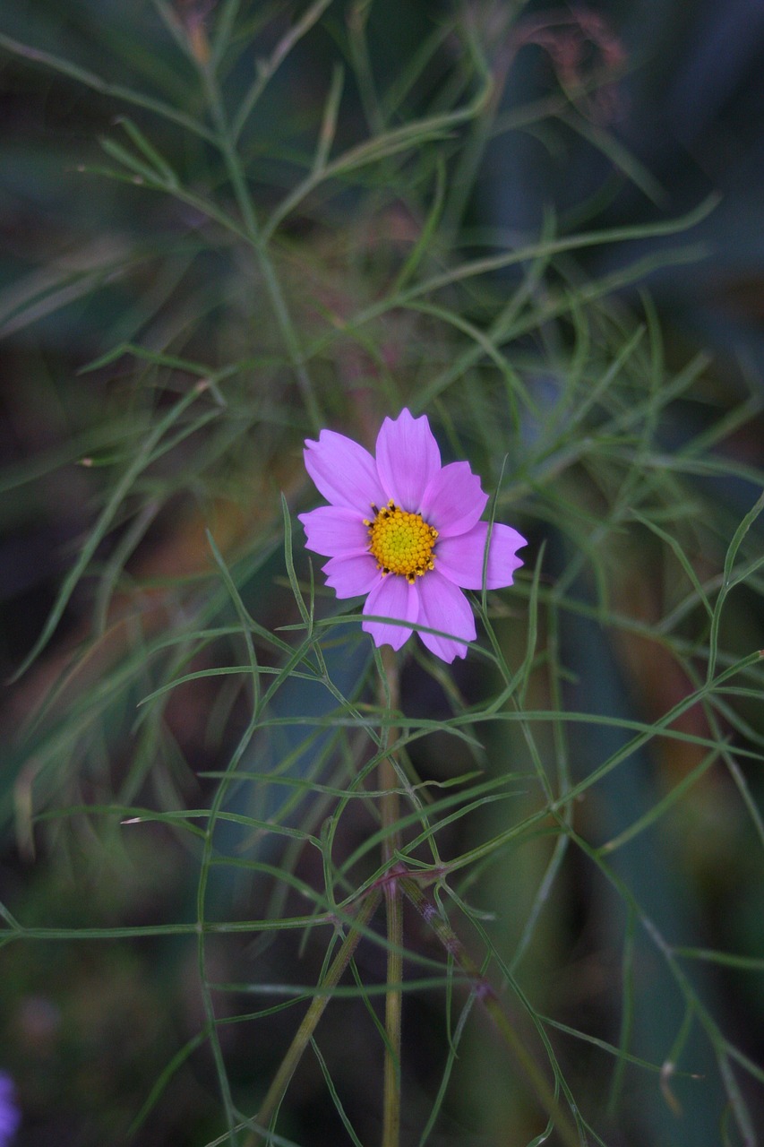 flowers macro summer free photo