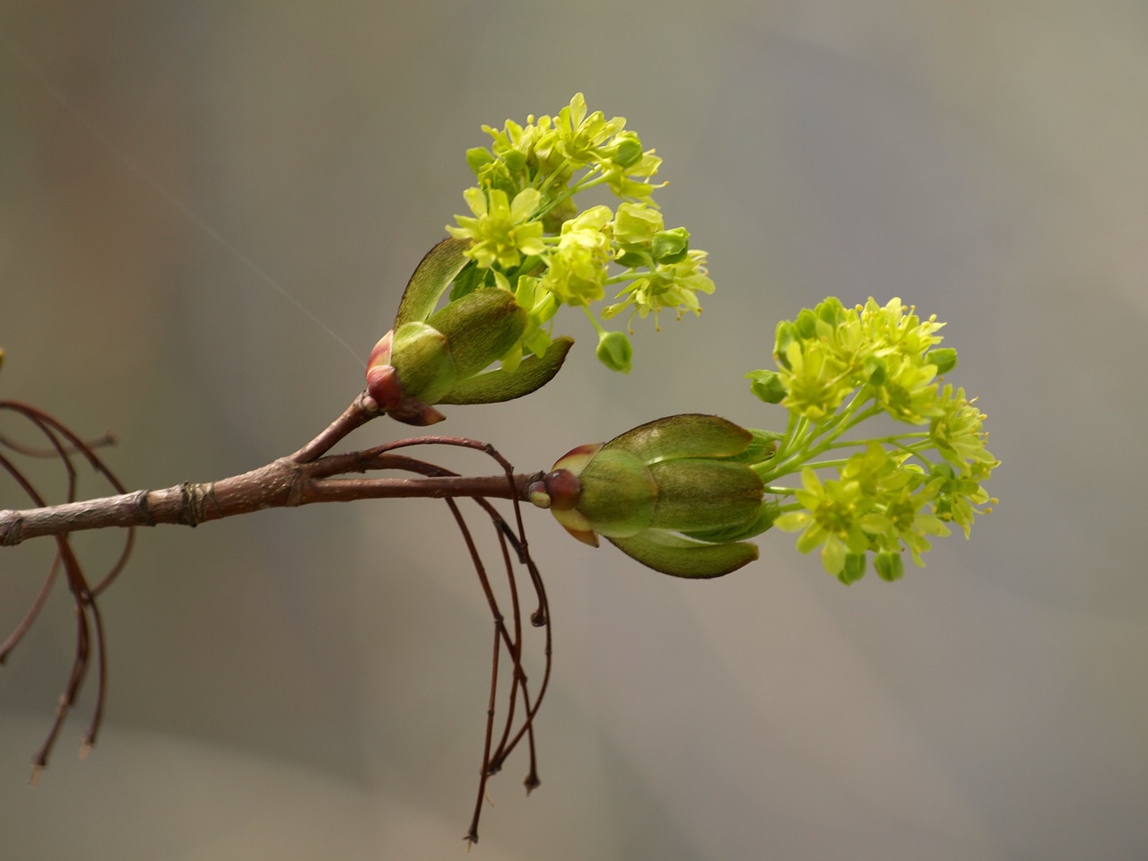 flowers spring blossom free photo