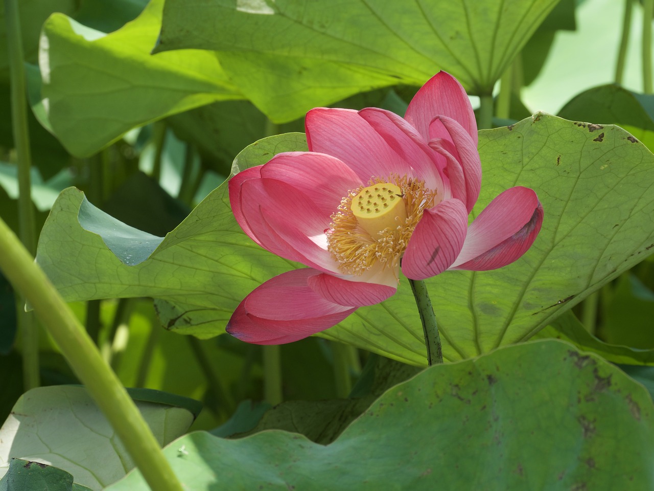 flowers lotus lotus leaf free photo