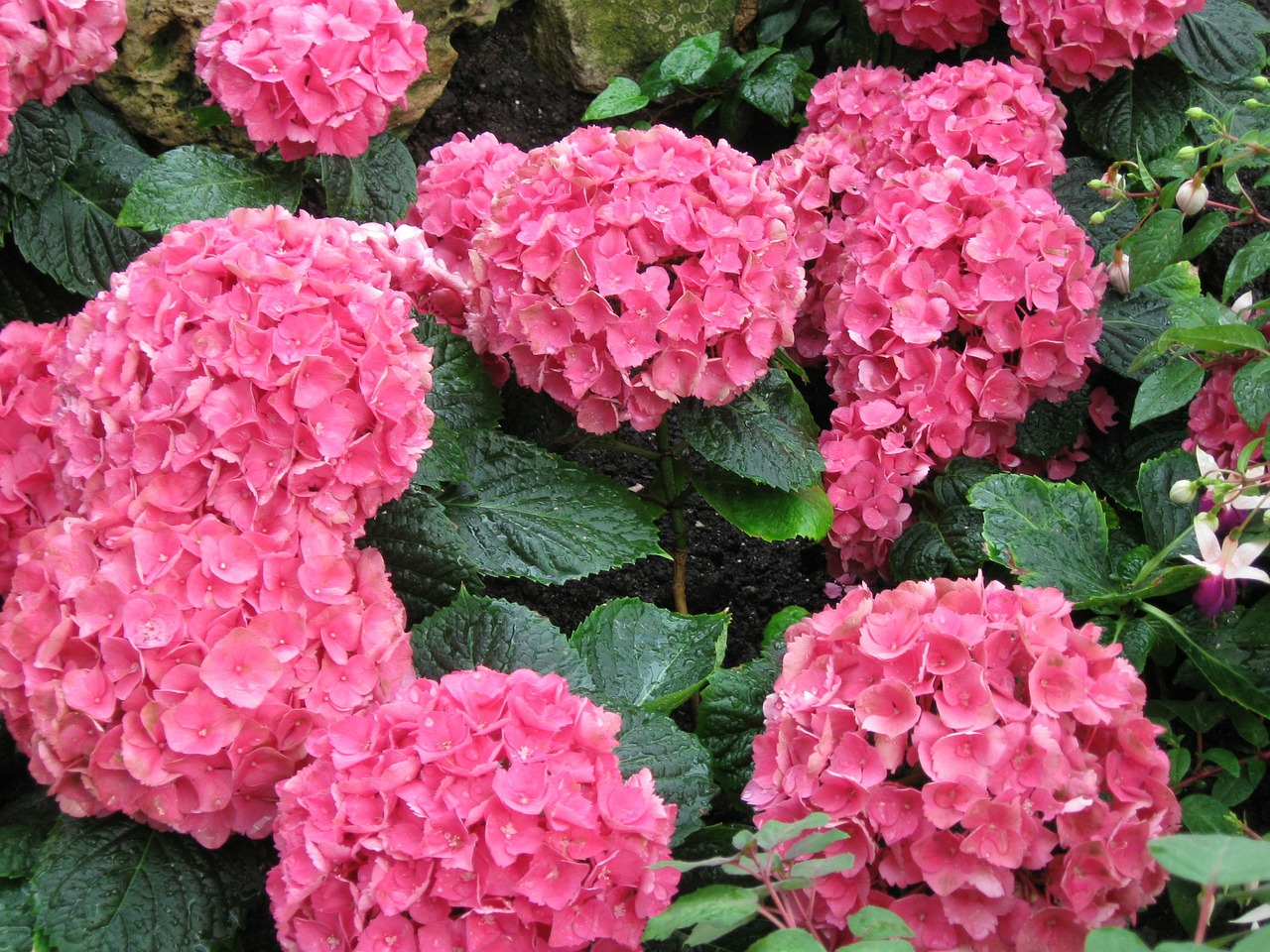 flowers pink hydrangeas free photo