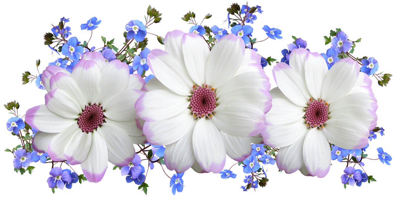 flowers white and blue free photo
