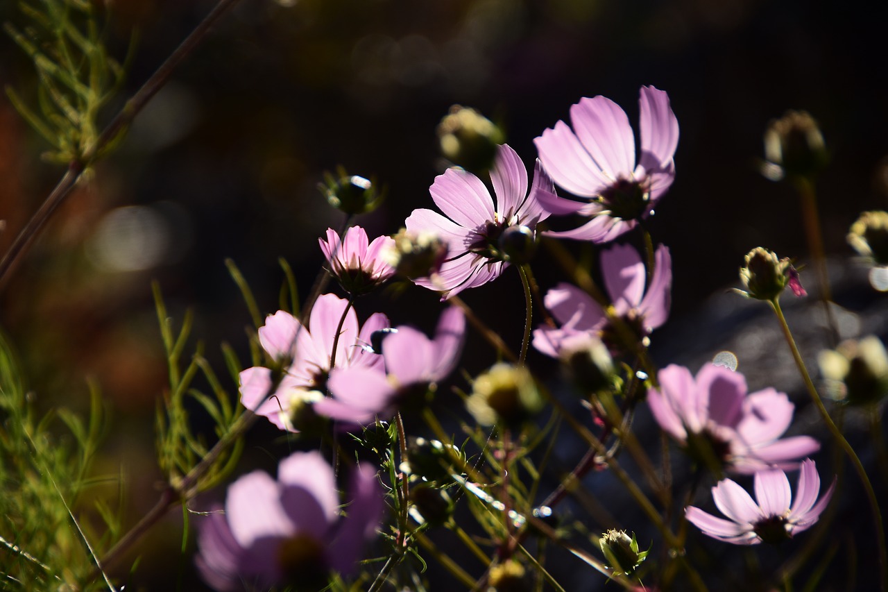 flowers nature plants free photo