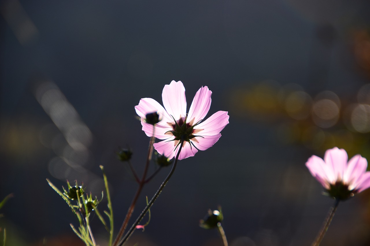 flowers nature plants free photo