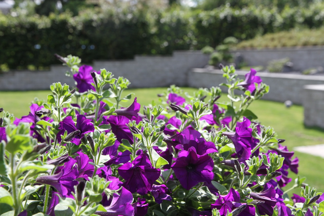 flowers wall garden free photo