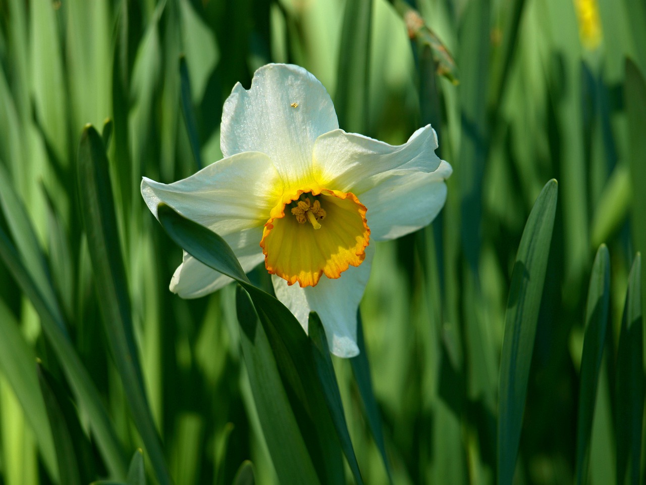 flowers garden plant free photo