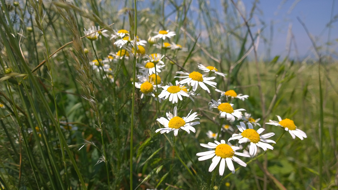 flowers grass summer free photo