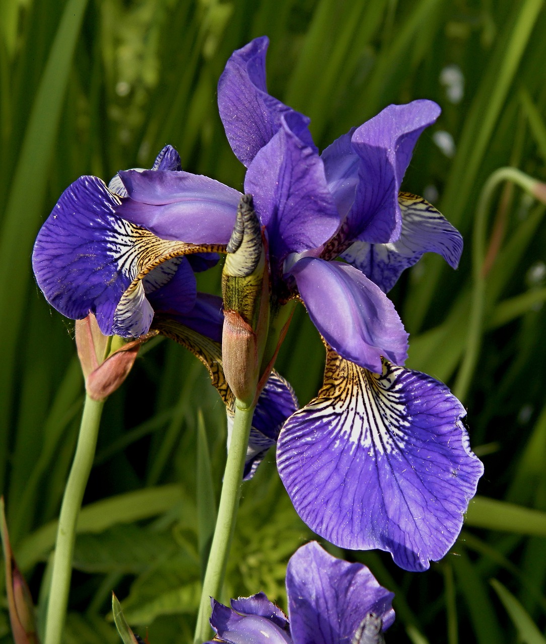 flowers garden nature free photo