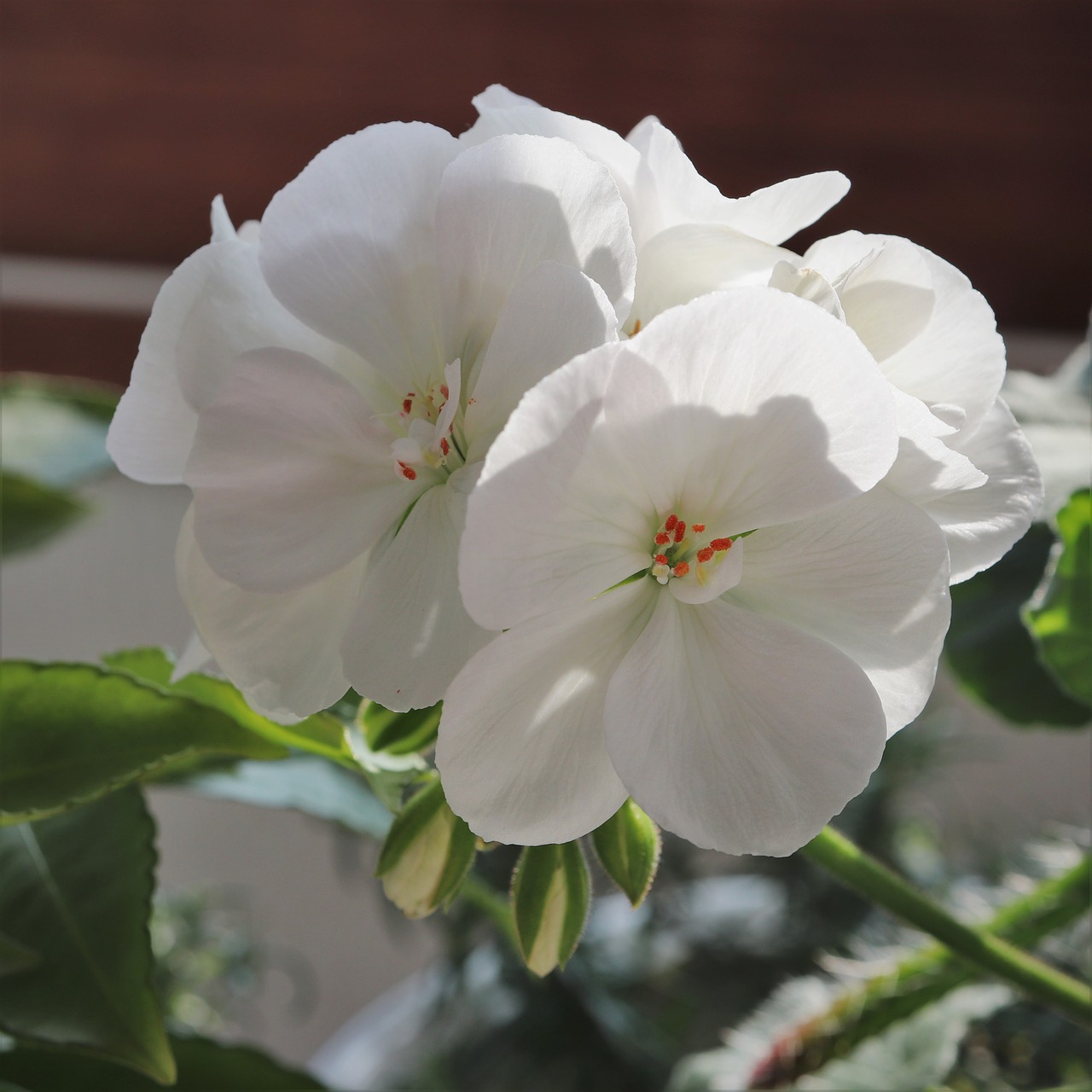 flowers white plants free photo