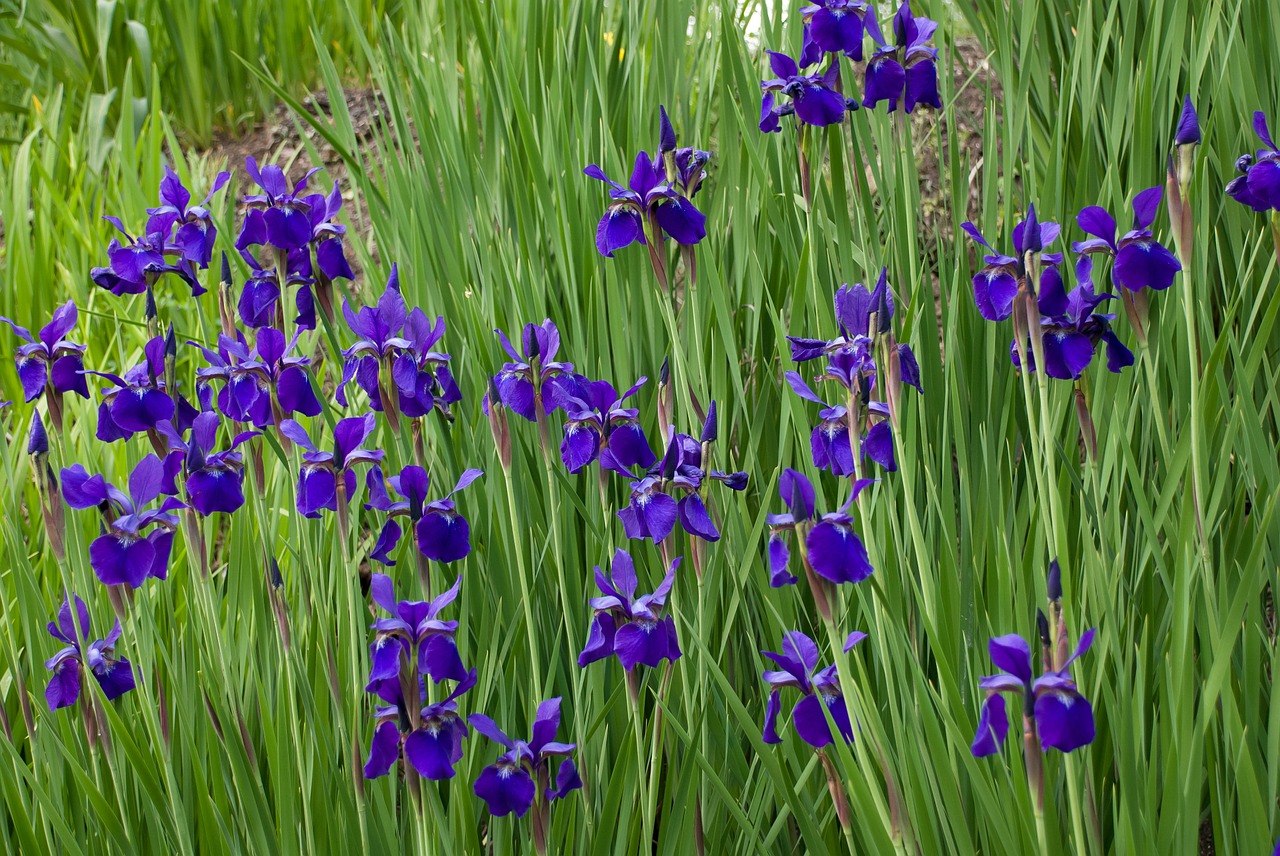 flowers wildflowers iris free photo