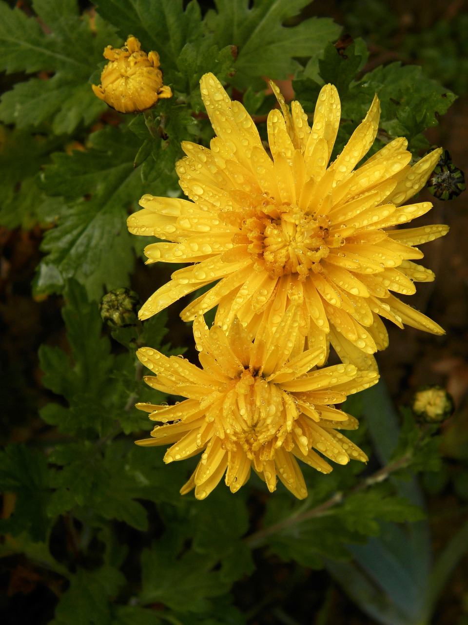 flowers garden plant free photo