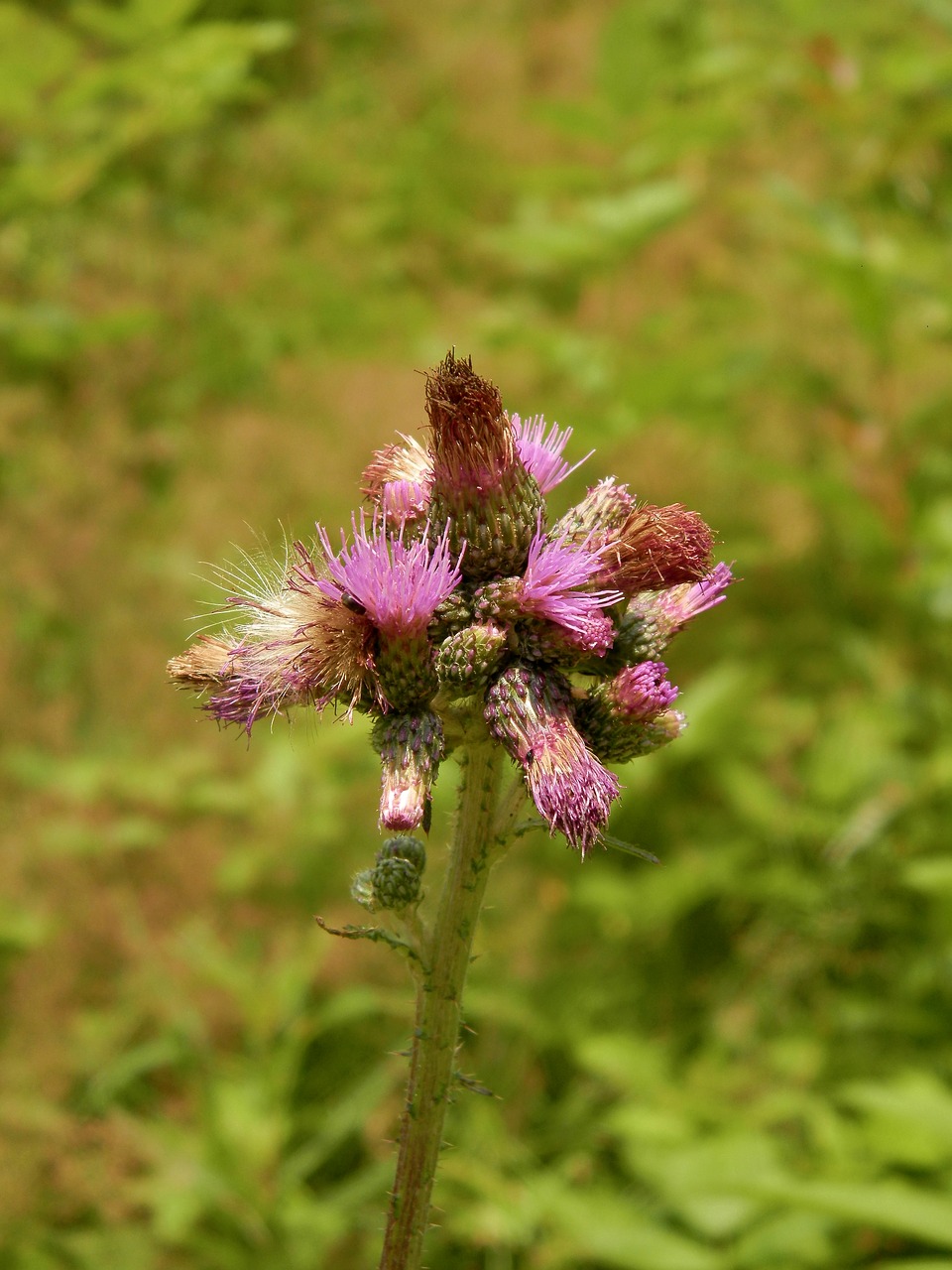 flowers plant nature free photo