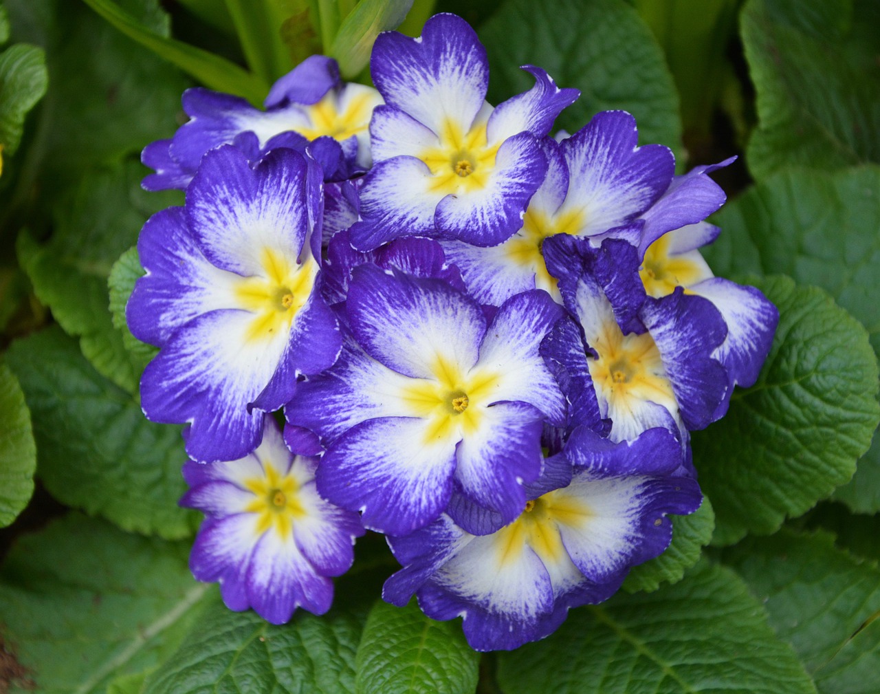 flowers flower primrose blue free photo