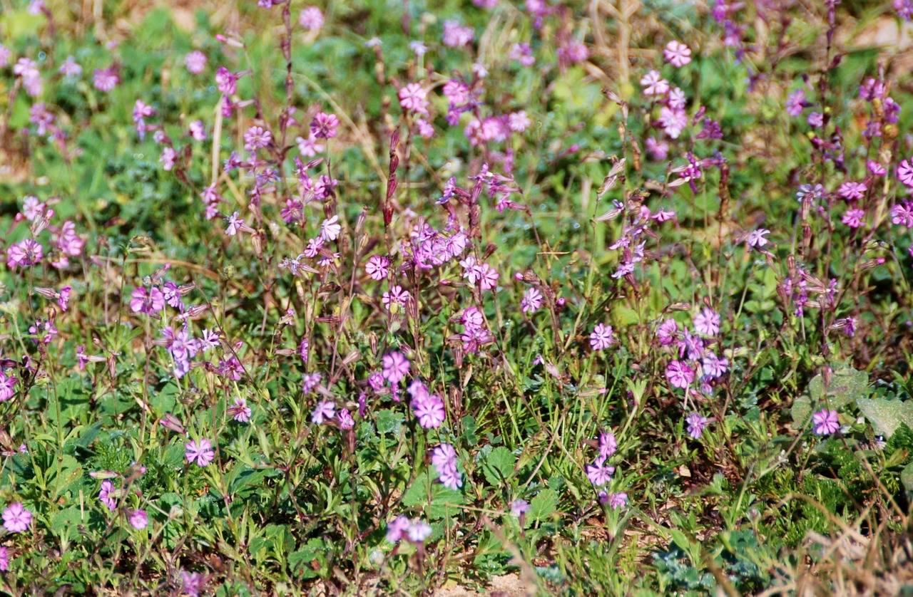 flowers flower garden free photo