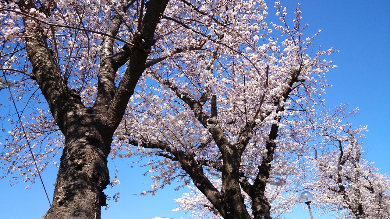 flowers cherry landscape free photo