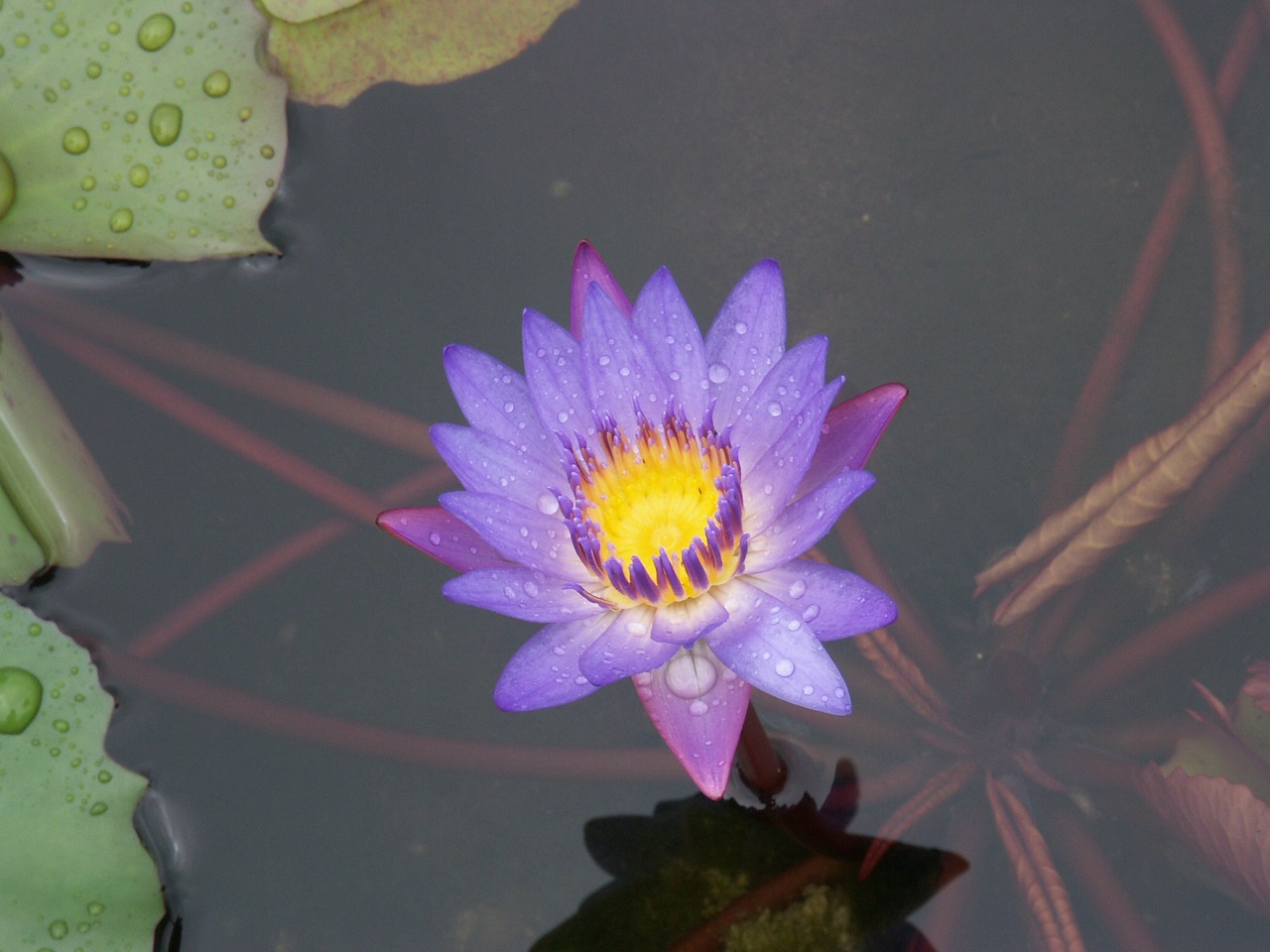 flowers nature lotus free photo