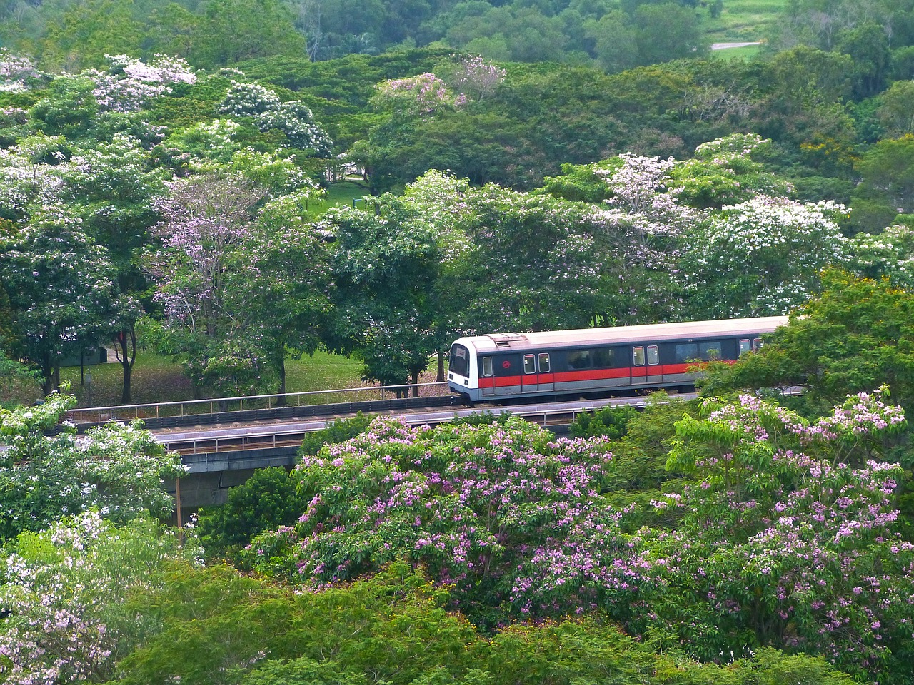 flowers trees tabebuia rosea free photo