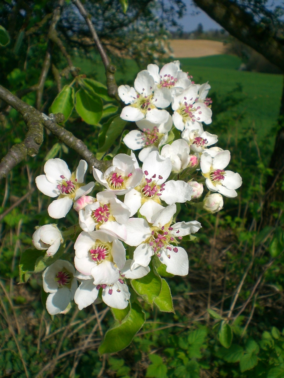 flowers spring sun free photo