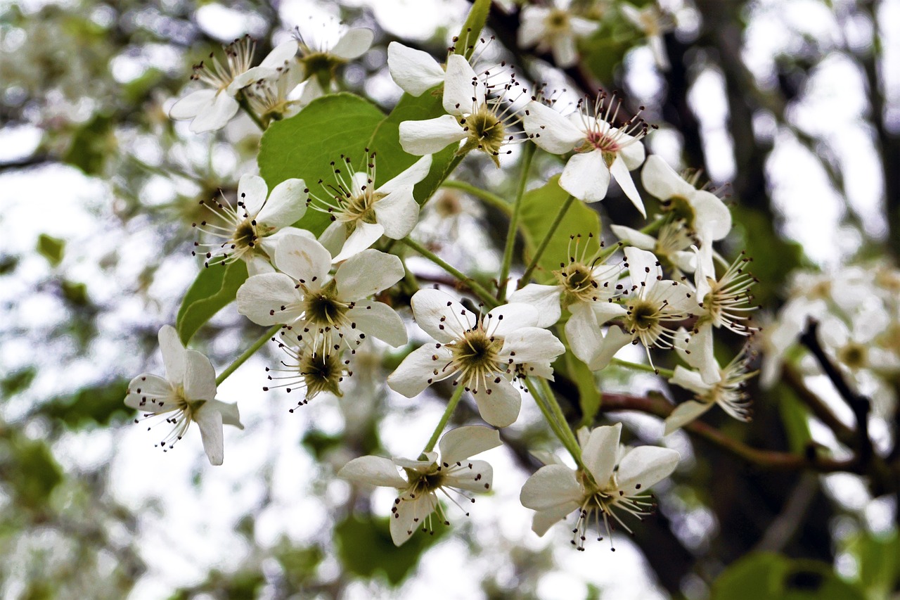 flowers pods life free photo