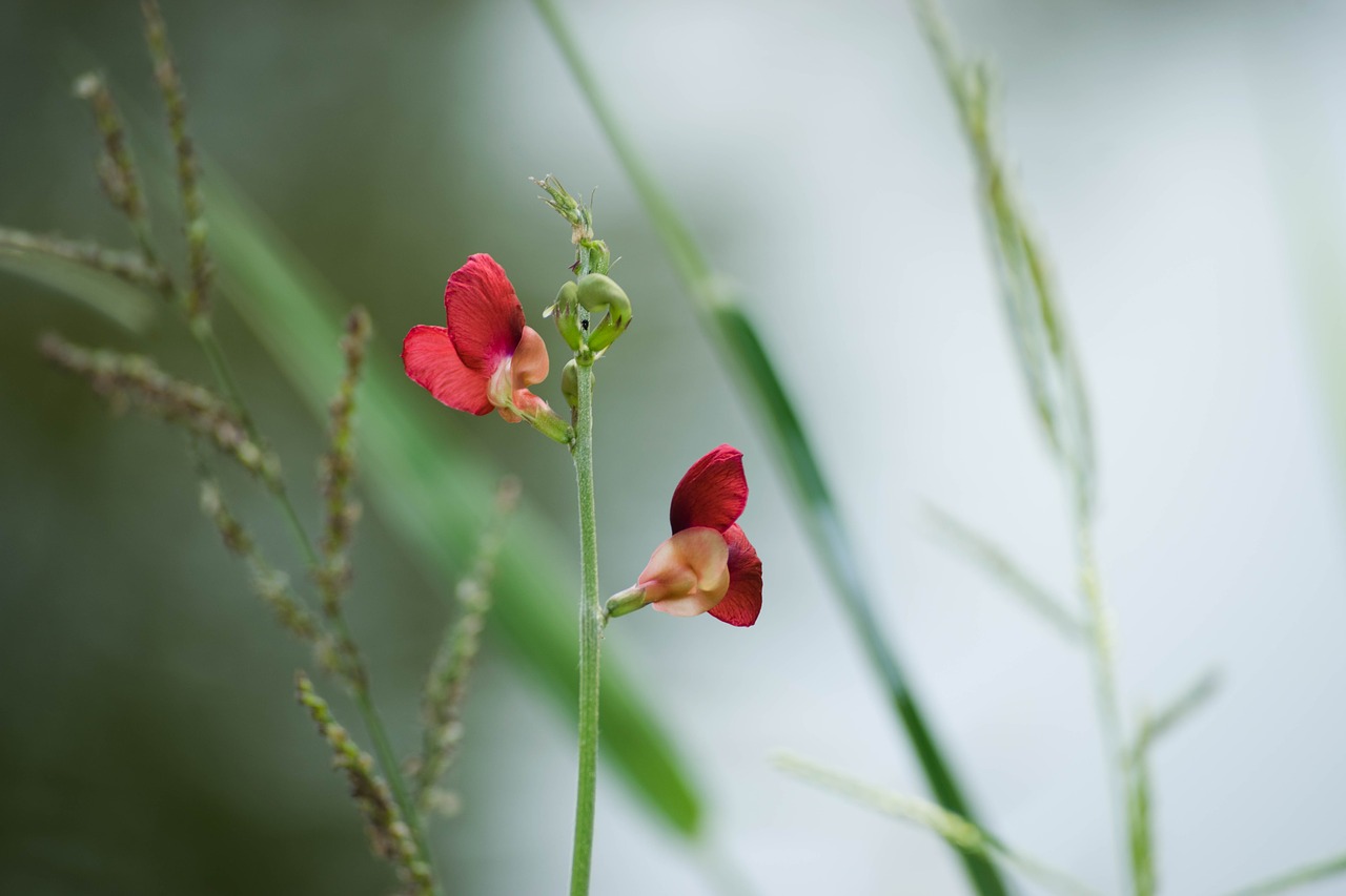 flowers red free pictures free photo