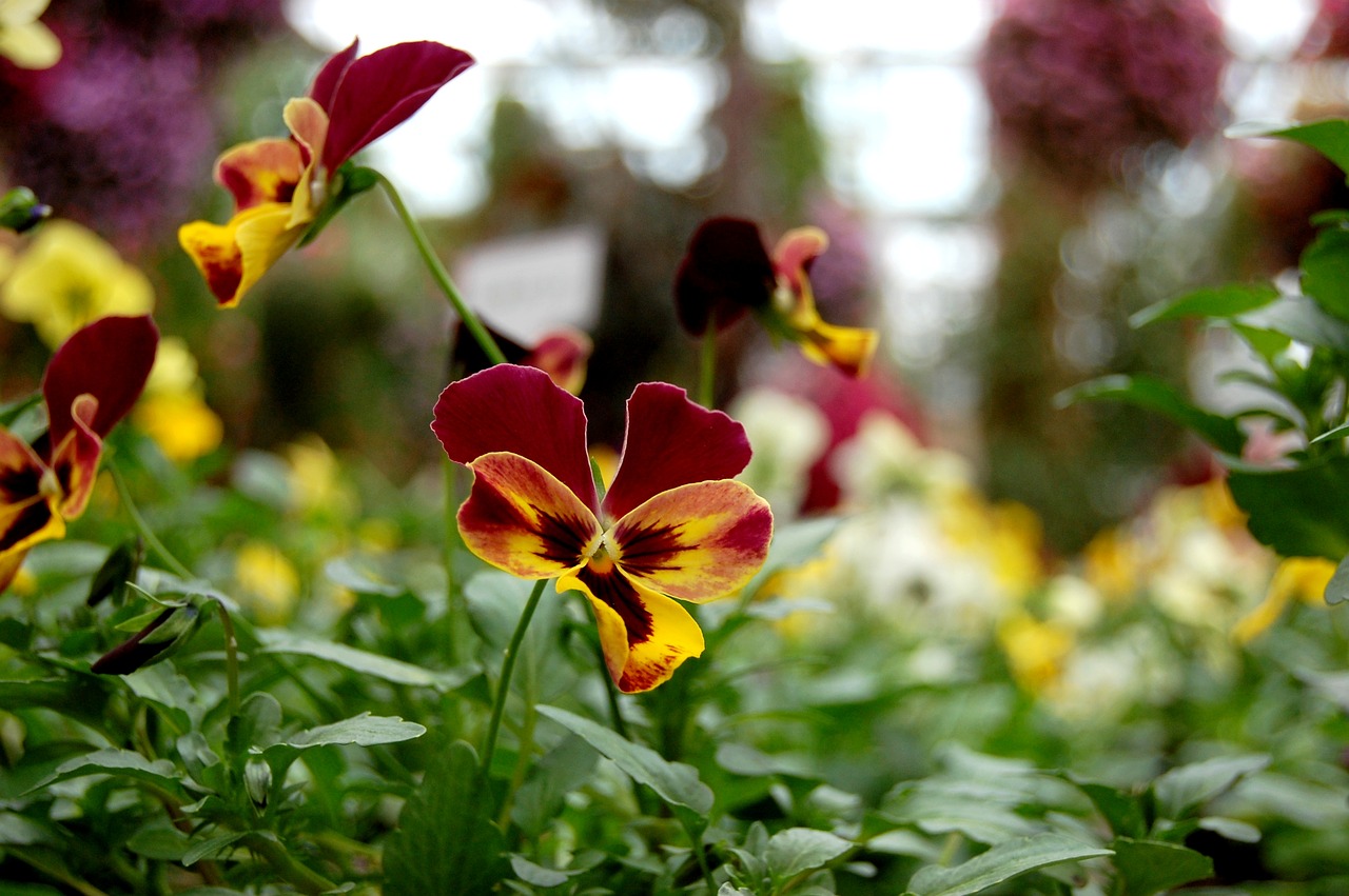 flowers plant garden free photo