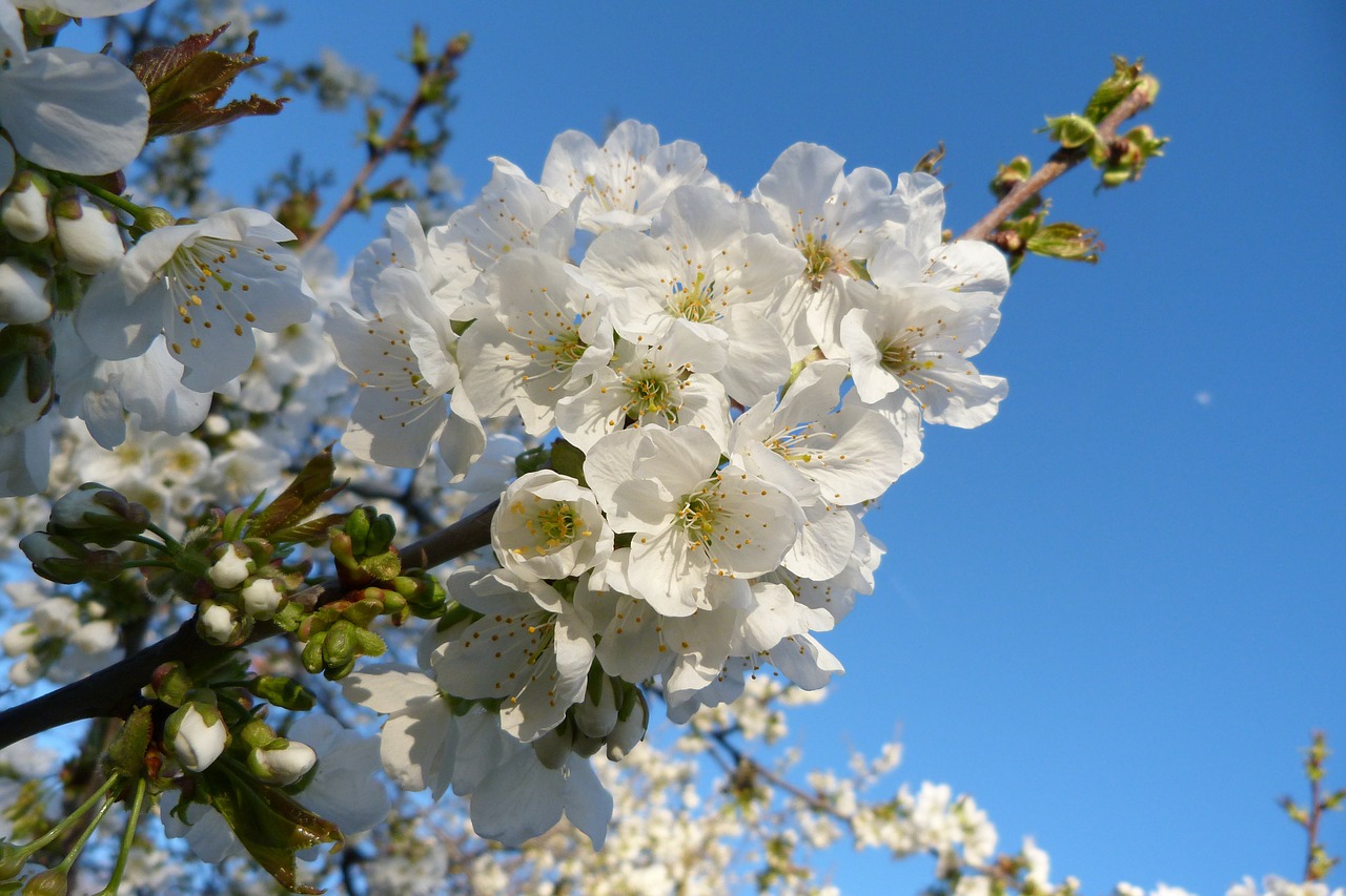 flowers nature garden free photo