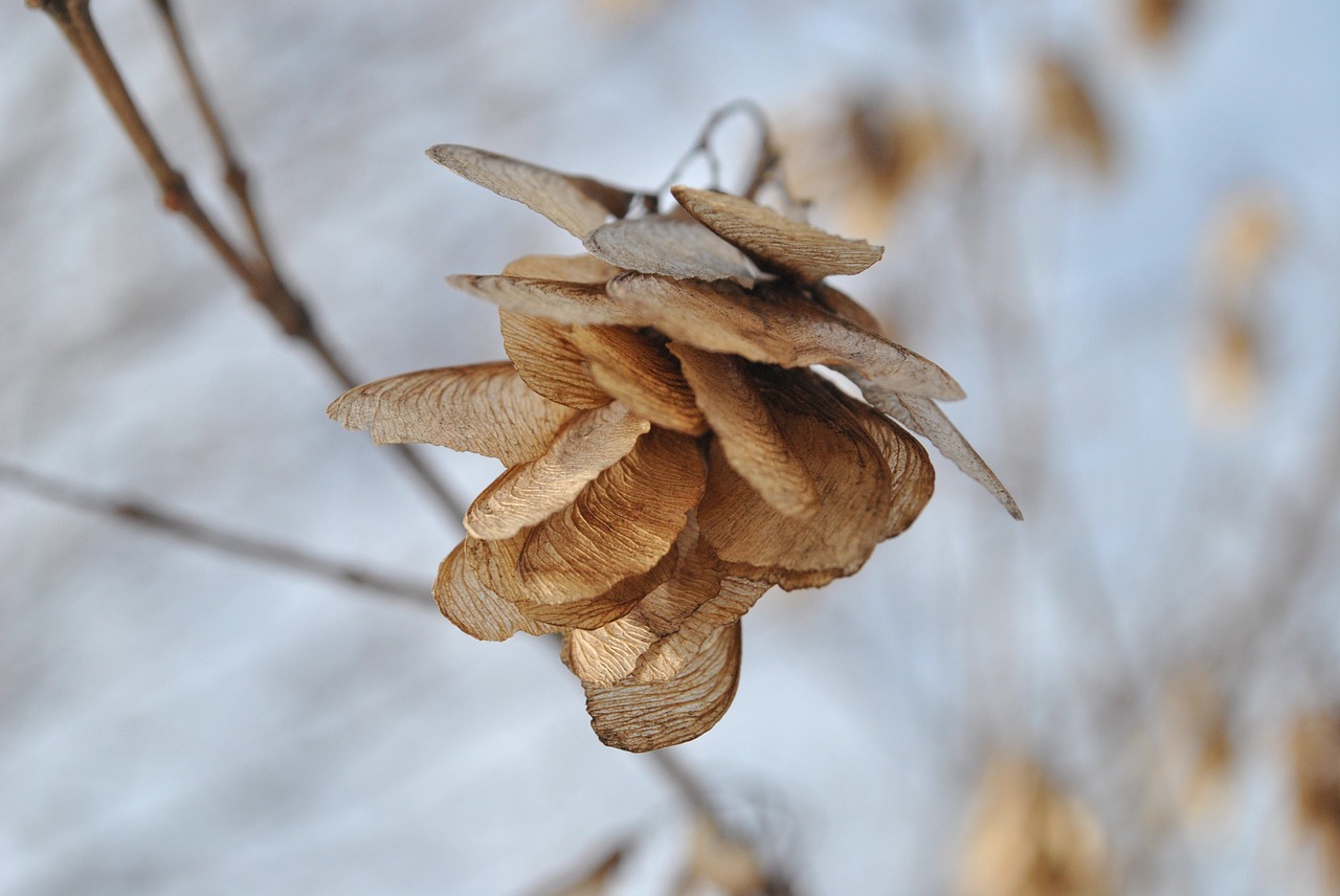 flowers brown dried flowers free photo