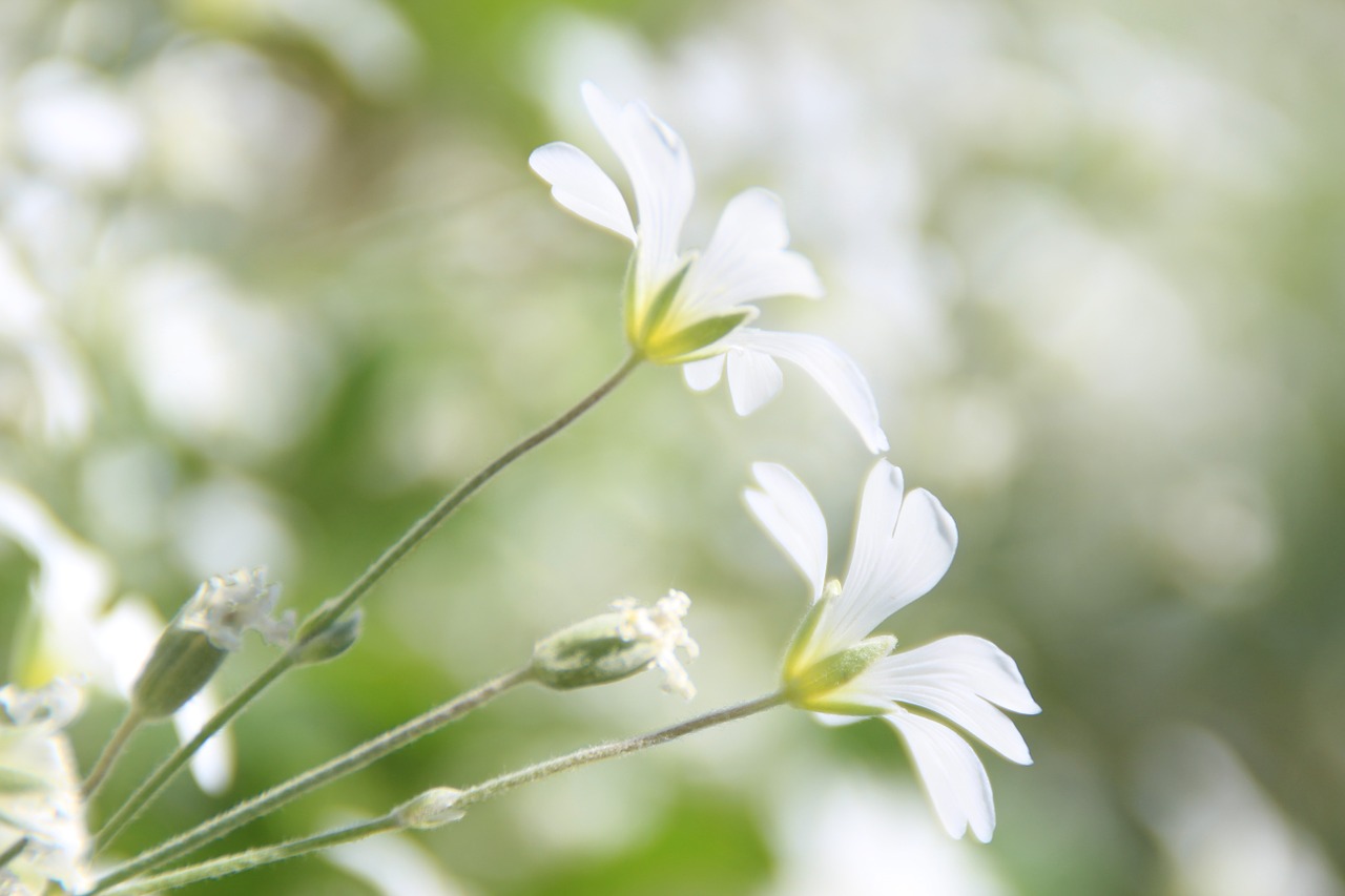 flowers dainty delicate free photo