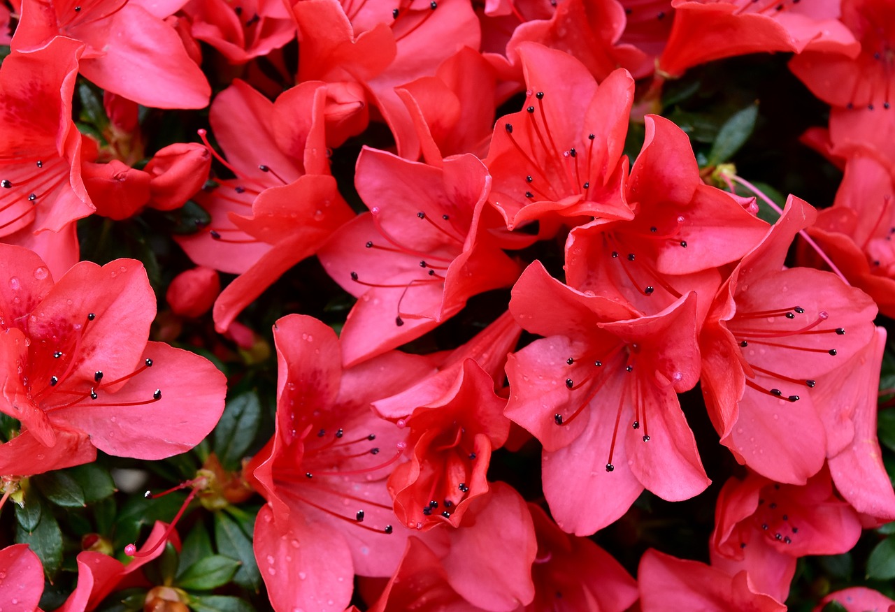 flowers red spring free photo