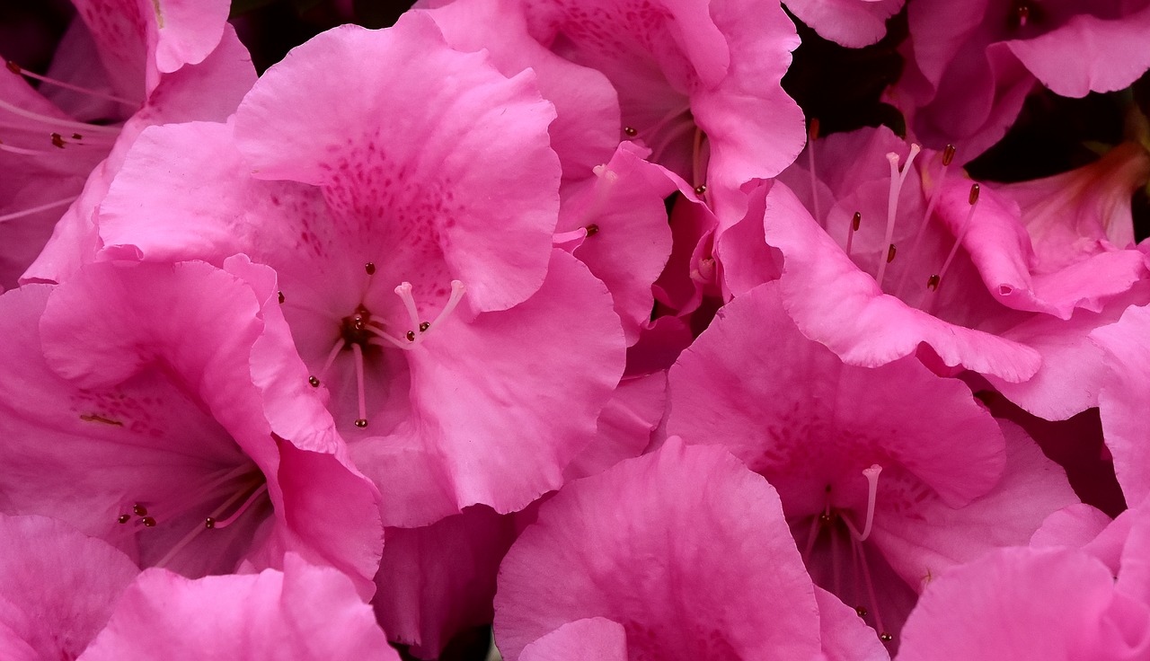 flowers pink spring free photo